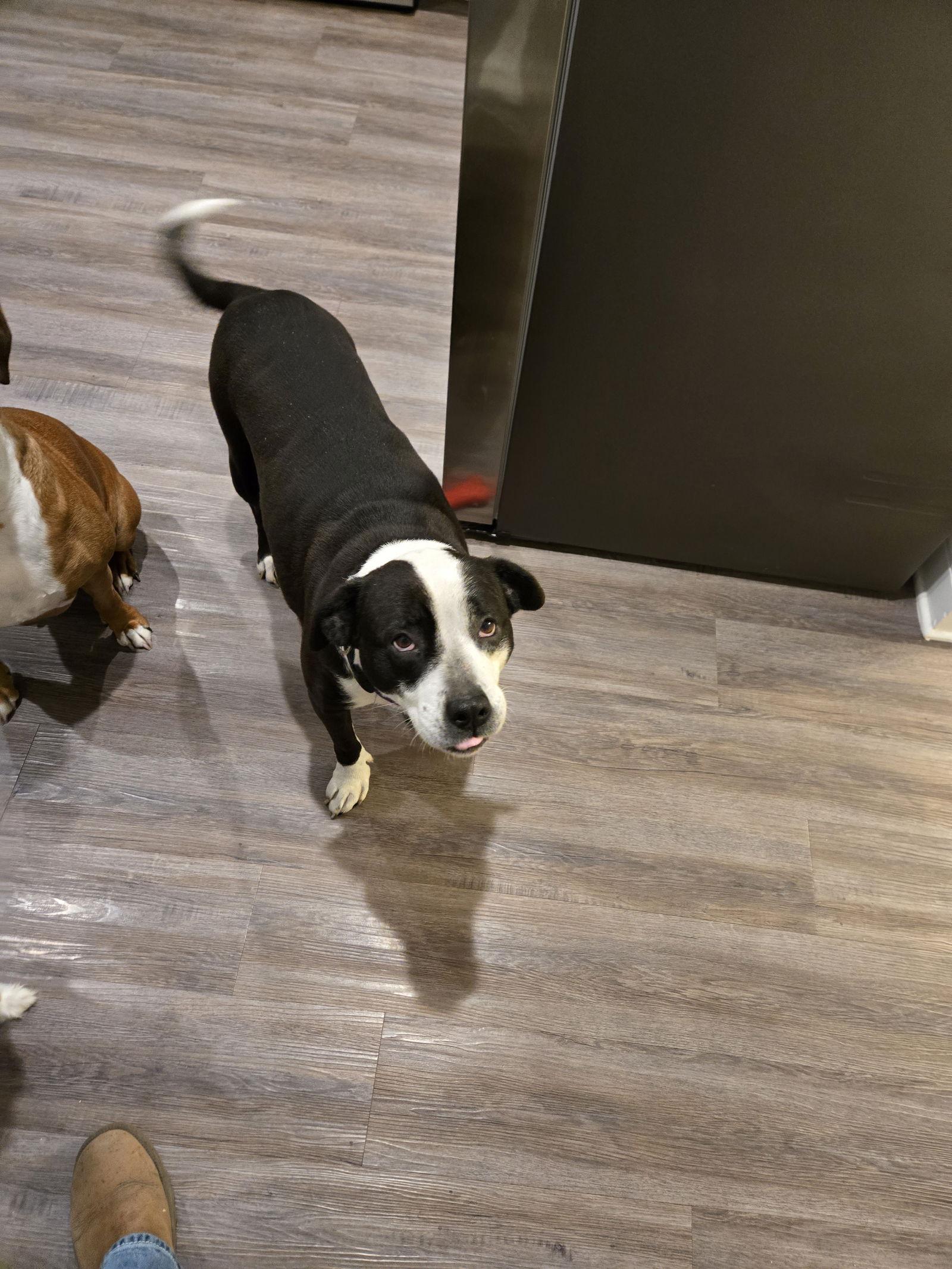 Enlarge Cassie, a Adoptable McNab image 1/1