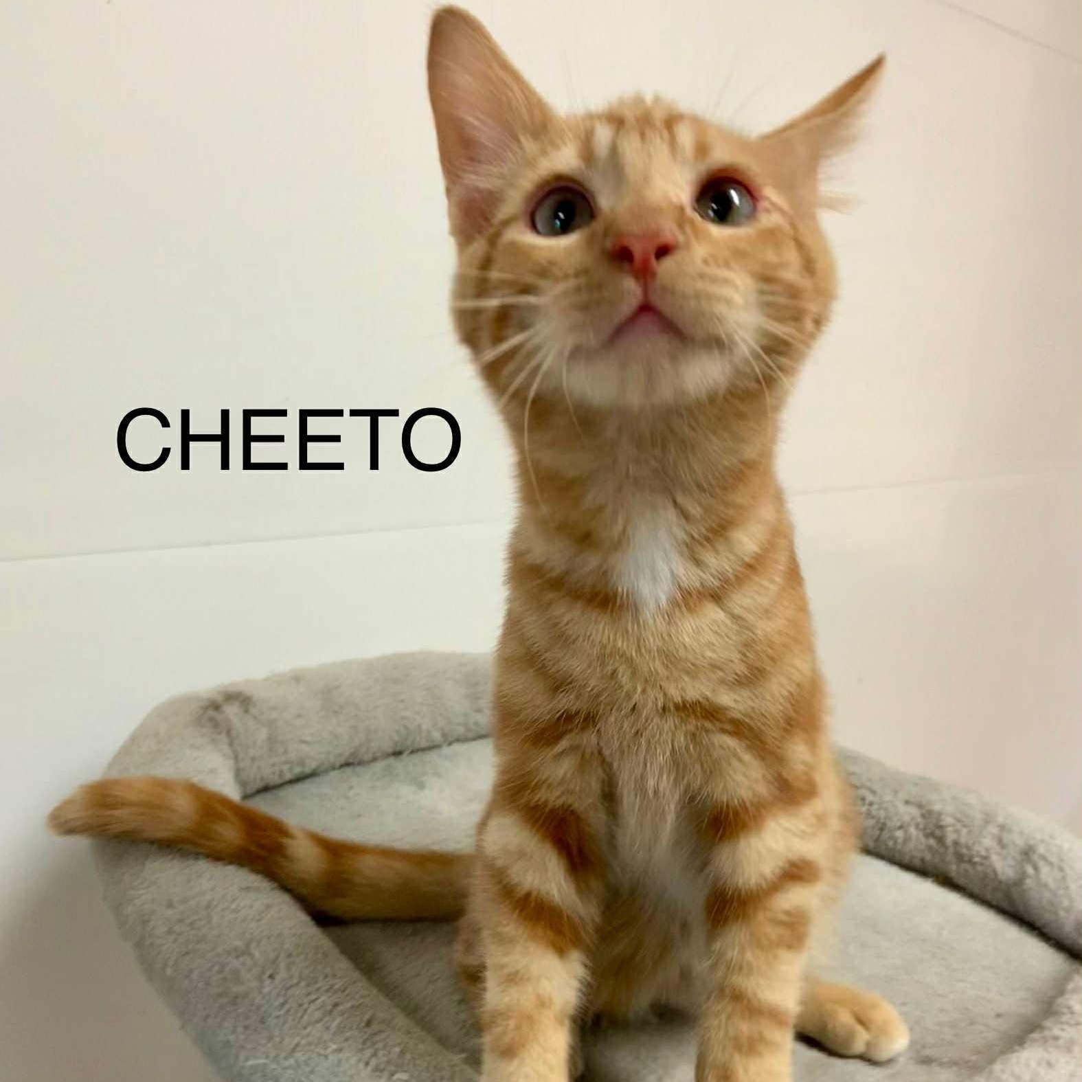 Cheeto