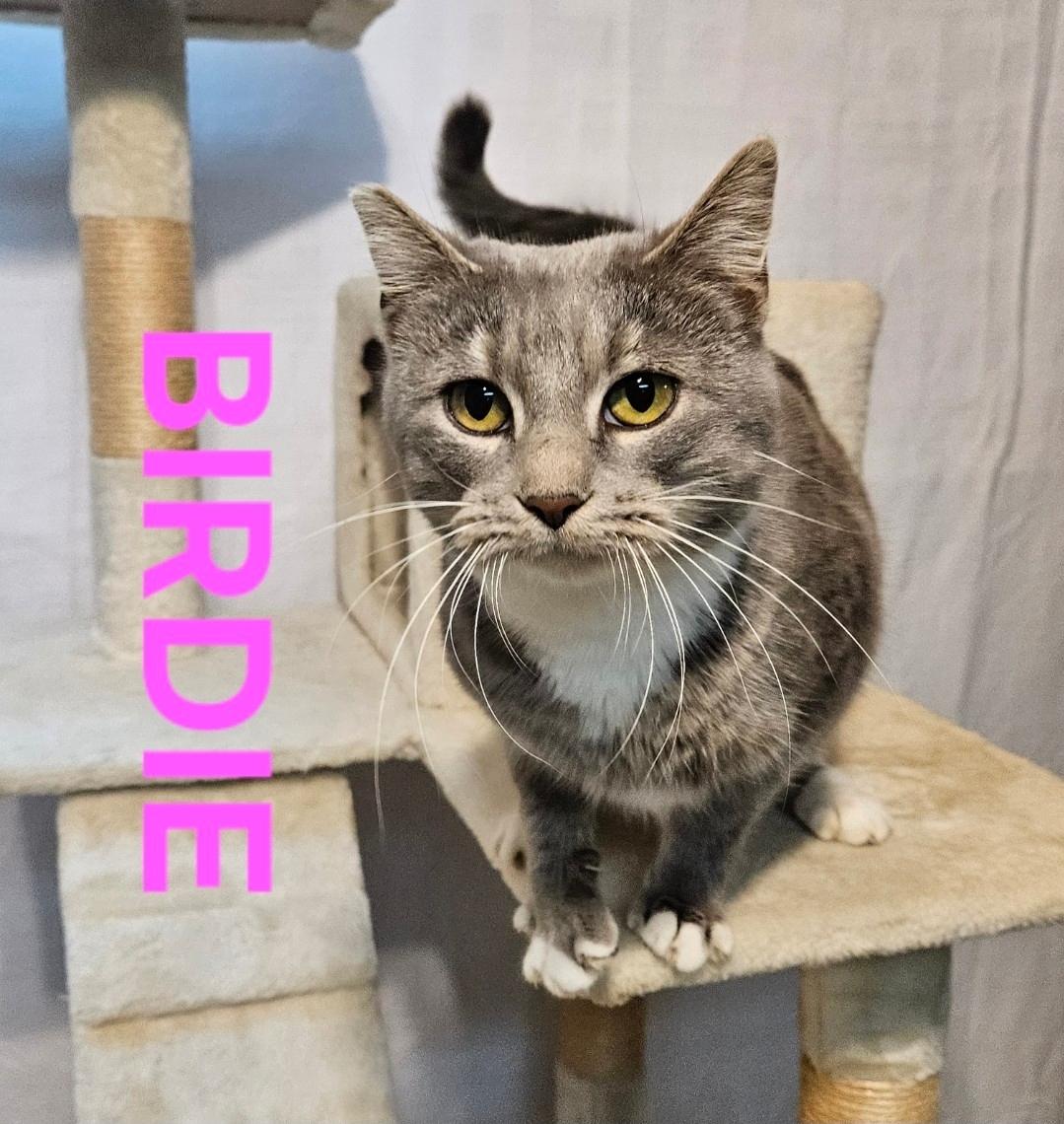 BIRDIE, adopted, Adult Female Tabby.