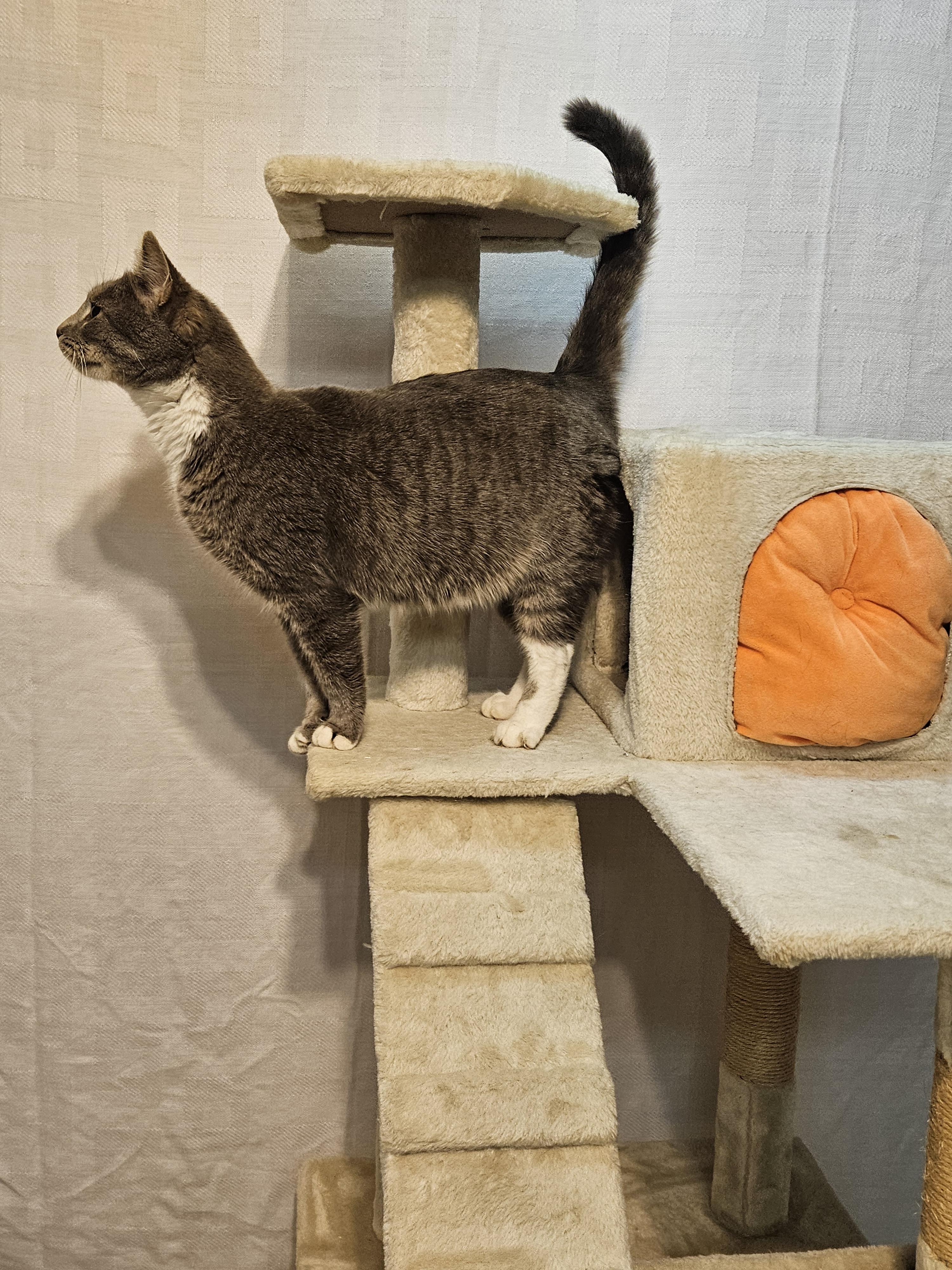 Enlarge BIRDIE, an adopted Tabby in Harrodsburg, KY image 2/2