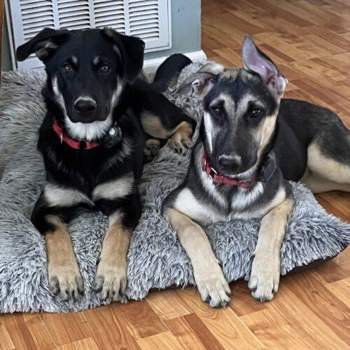 Rose, Adoptable, Puppy Female German Shepherd Dog.