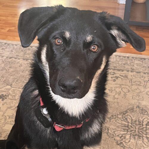 Enlarge Rose, a Adoptable German Shepherd Dog in Raleigh, NC image 2/3