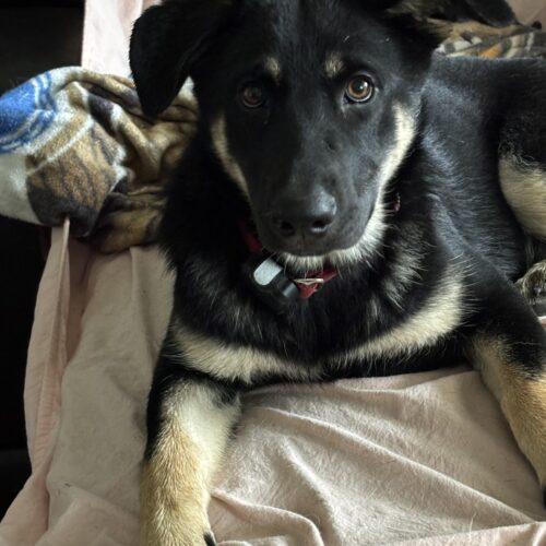 Enlarge Rose, a Adoptable German Shepherd Dog in Raleigh, NC image 3/3