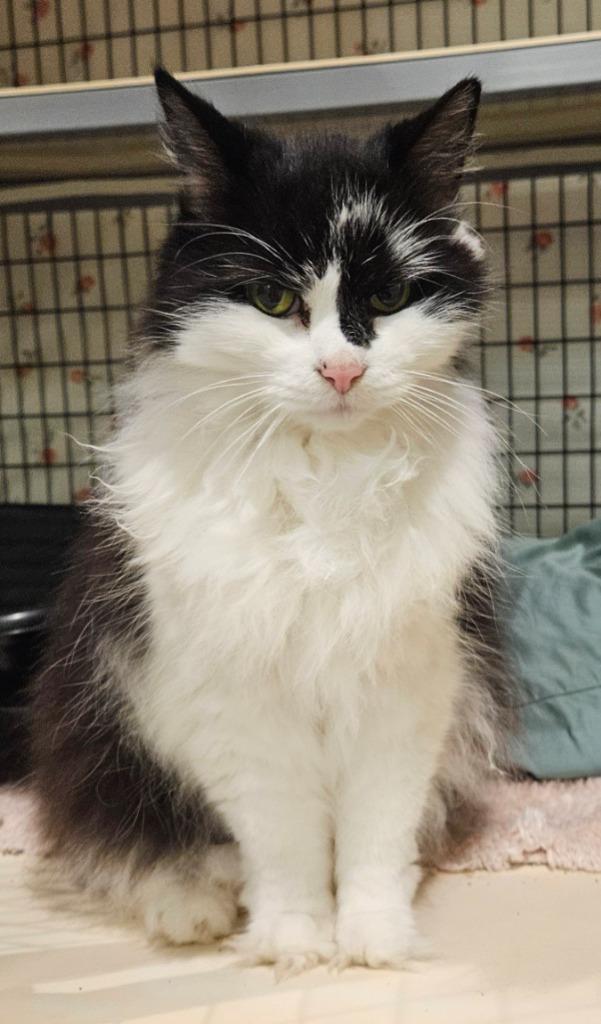 Wilma, Adoptable, Senior Female Domestic Long Hair.