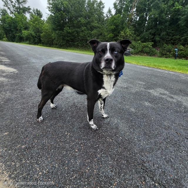 Ray, ADOPTABLE, Young Male Shepherd & Cattle Dog.