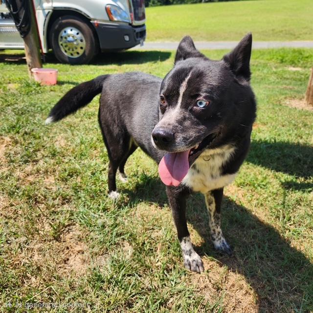 Enlarge Ray, a ADOPTABLE mixed breed in Manhasset, NY image 4/6