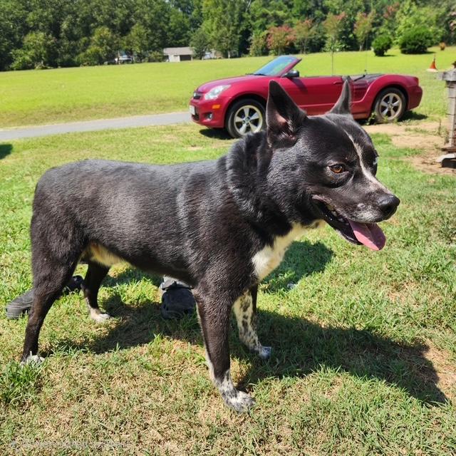 Enlarge Ray, a ADOPTABLE mixed breed in Manhasset, NY image 2/6