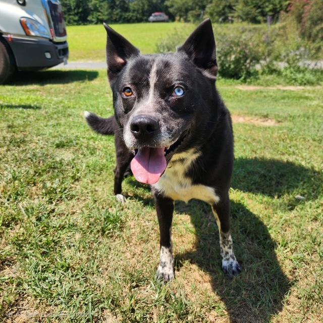 Ray, ADOPTABLE, Young Male Australian Cattle Dog / Blue Heeler & Border Collie.