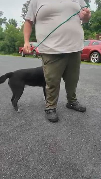 Enlarge Ray, a ADOPTABLE mixed breed in Manhasset, NY video 3/5