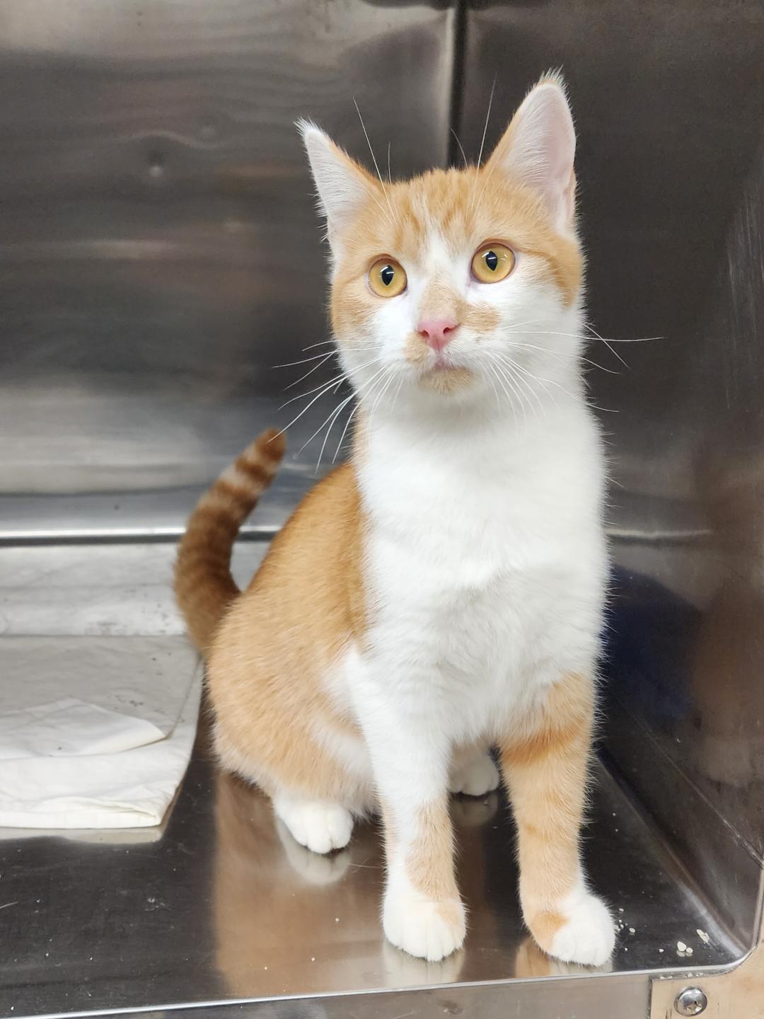 Enlarge Grover, a Adoptable Domestic Short Hair in Washingtonville, NY image 1/1