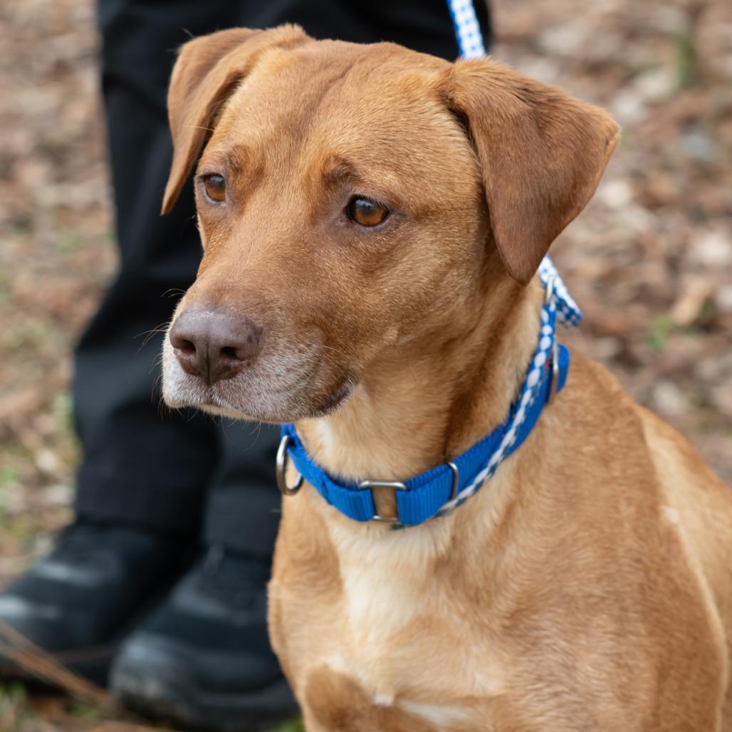 FAITH-30447, Adoptable, Adult Female Labrador Retriever.