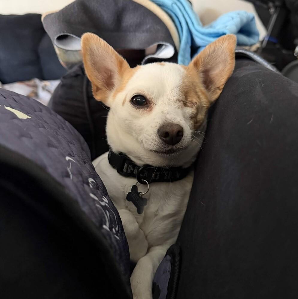 Enlarge Patches (& Missy) Bonded Pair - AVAILABLE, a Adoptable Terrier in Seattle, WA image 2/6