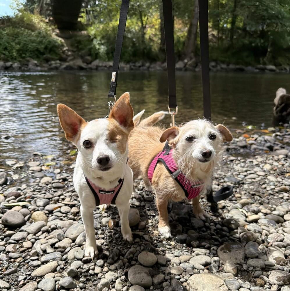 Patches (& Missy) Bonded Pair - AVAILABLE, Adoptable, Senior Female Terrier.