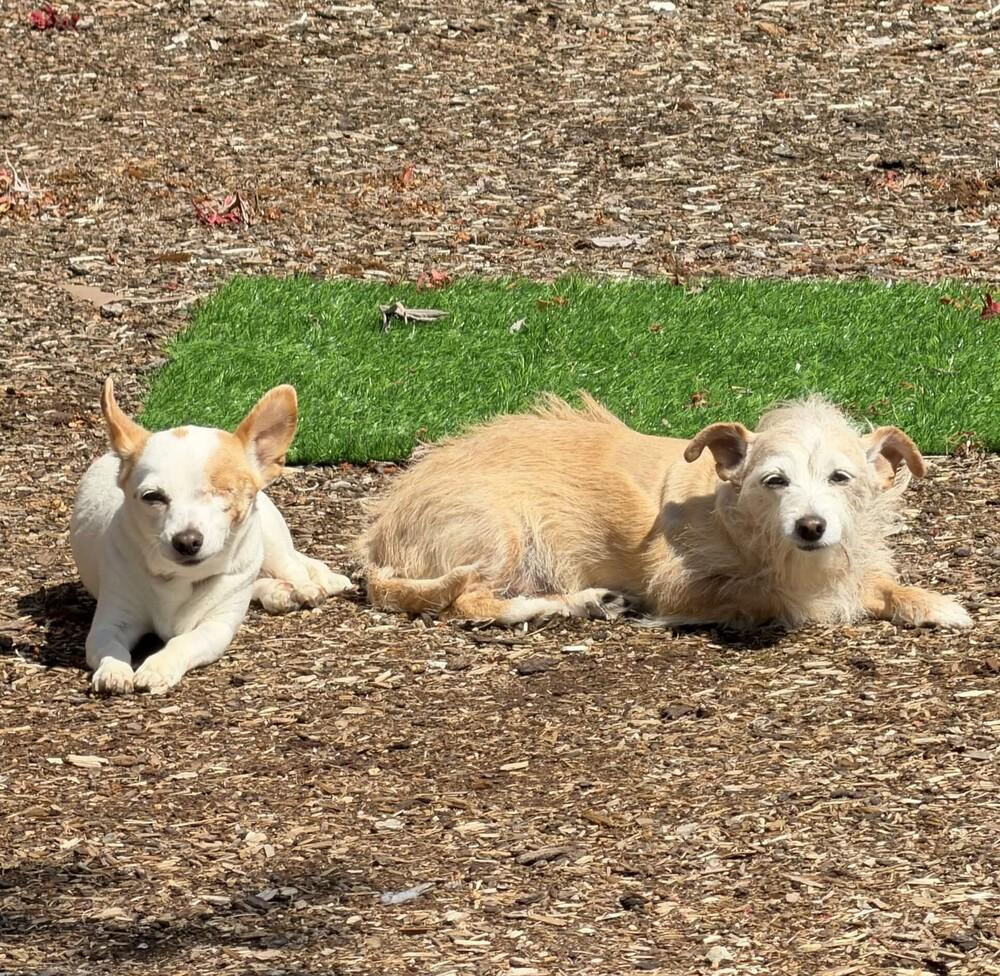 Enlarge Patches (& Missy) Bonded Pair - AVAILABLE, a Adoptable Terrier in Seattle, WA image 4/6