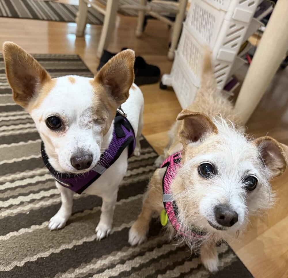 Enlarge Patches (& Missy) Bonded Pair - AVAILABLE, a Adoptable Terrier in Seattle, WA image 5/6