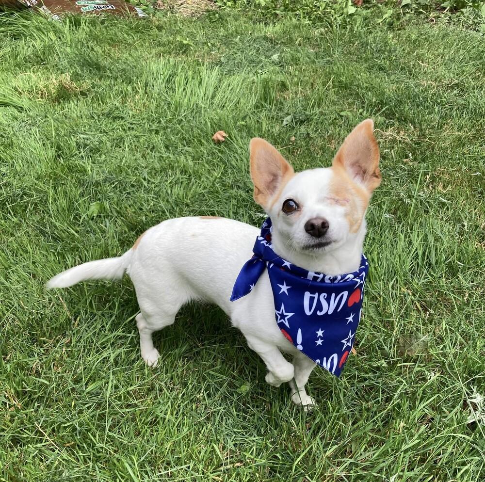 Enlarge Patches (& Missy) Bonded Pair - AVAILABLE, a Adoptable Terrier in Seattle, WA image 6/6