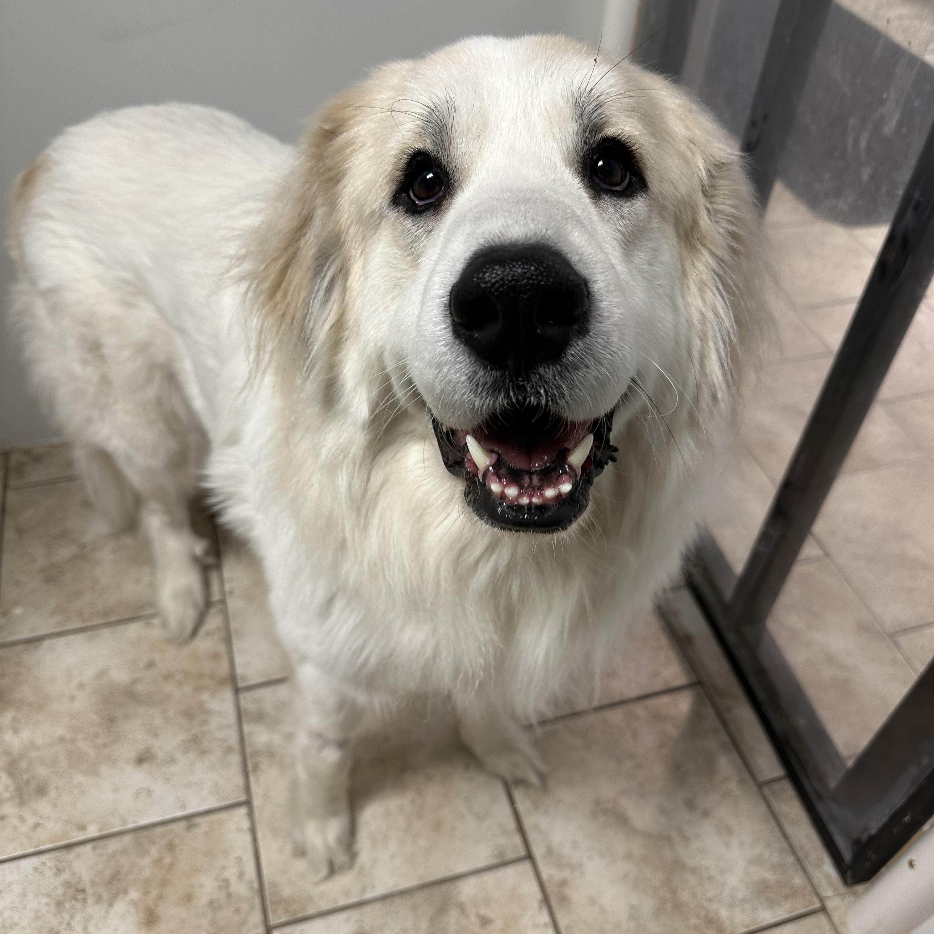 Enlarge Everly, a ADOPTABLE Great Pyrenees in Pacific, MO image 3/4