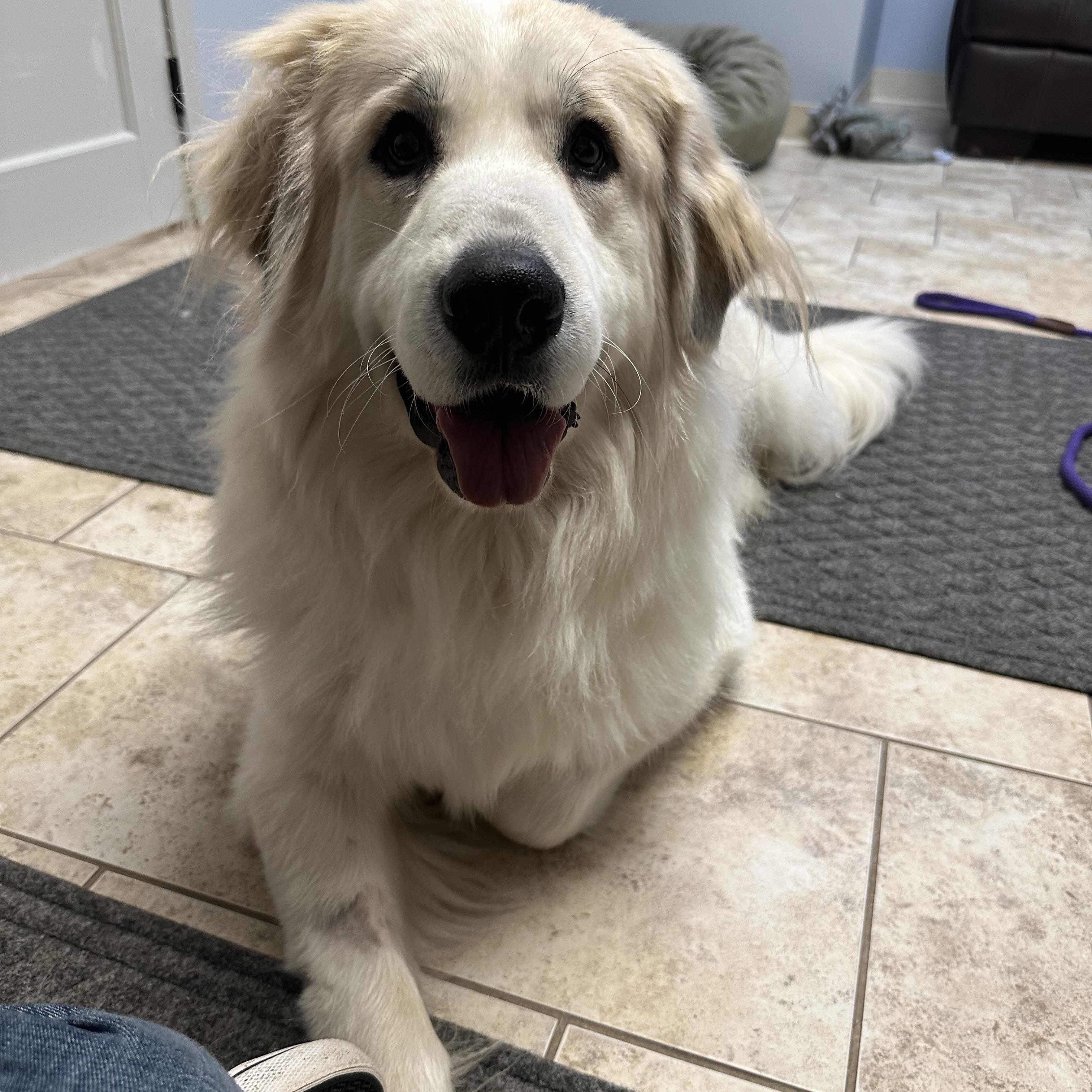 Enlarge Everly, a ADOPTABLE Great Pyrenees in Pacific, MO image 1/4