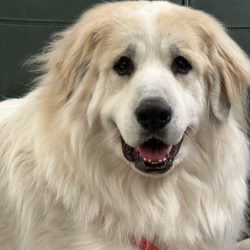 Enlarge Everly, a ADOPTABLE Great Pyrenees in Pacific, MO image 4/4
