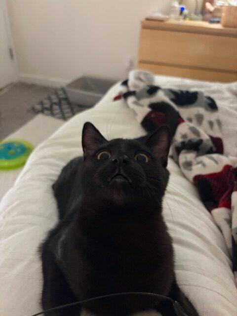 Enlarge Pip (called Pippy), a Adoptable Domestic Short Hair in Gaithersburg, MD image 1/4