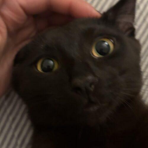 Enlarge Pip (called Pippy), a Adoptable Domestic Short Hair in Gaithersburg, MD image 2/4