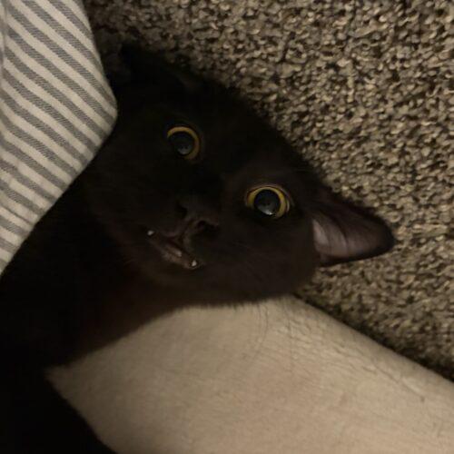 Enlarge Pip (called Pippy), a Adoptable Domestic Short Hair in Gaithersburg, MD image 3/4