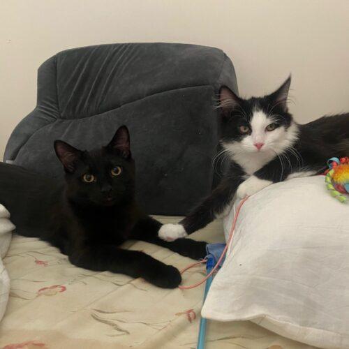 Enlarge Pip (called Pippy), a Adoptable Domestic Short Hair in Gaithersburg, MD image 4/4