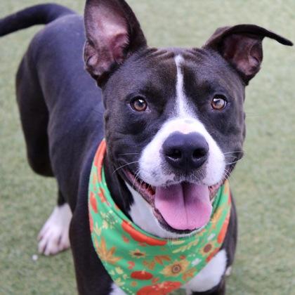 Bullwinkle, Adoptable, Adult Male Terrier & Mixed Breed.