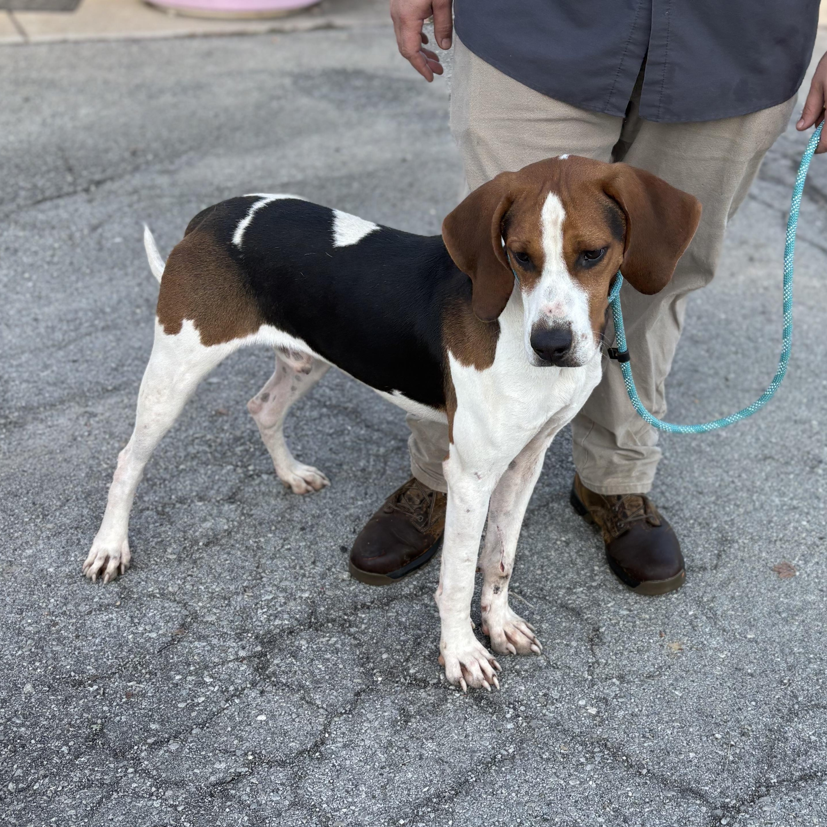 Apollo, Adoptable, Young Male Treeing Walker Coonhound.