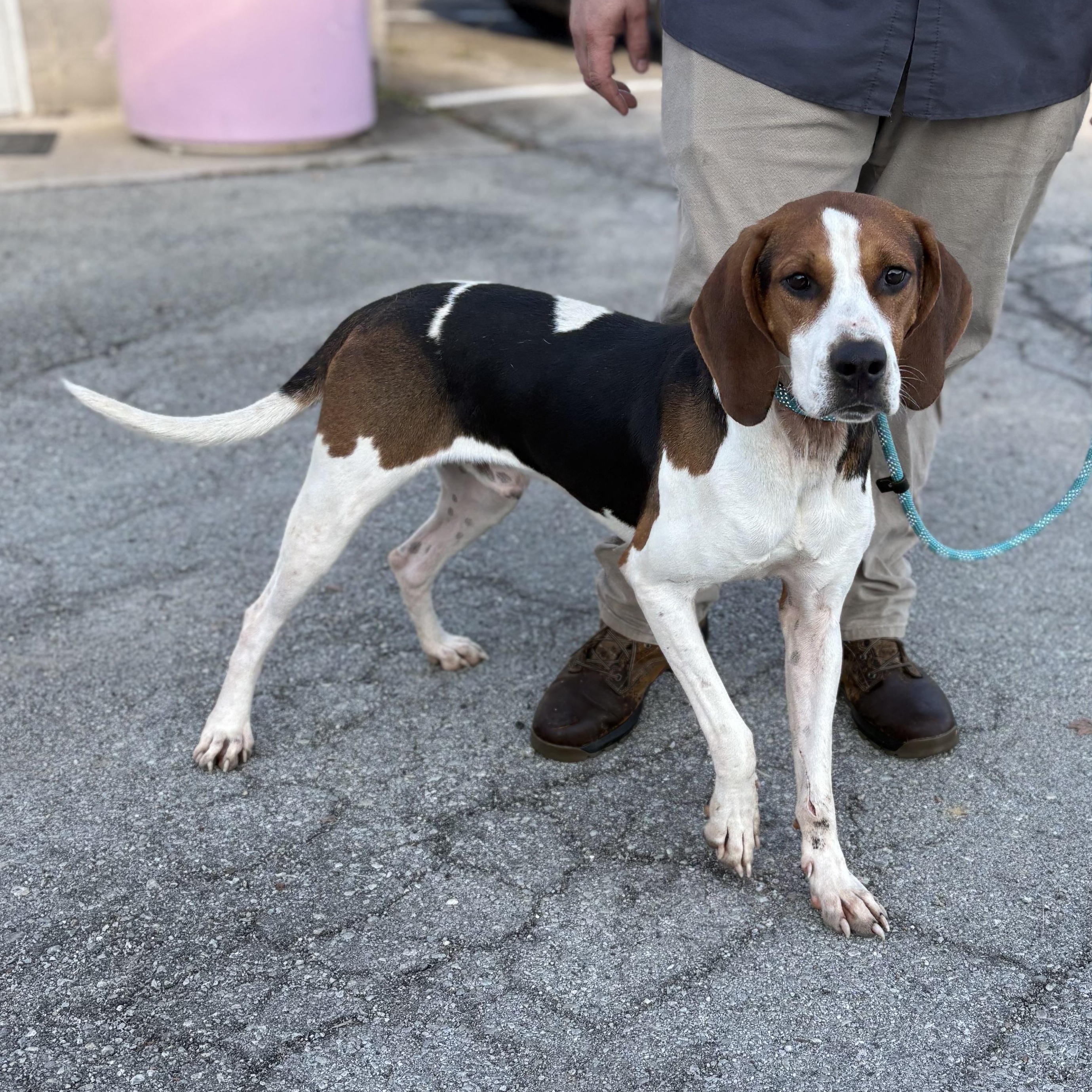 Enlarge Apollo, a Adoptable Treeing Walker Coonhound in Bardstown, KY image 3/3