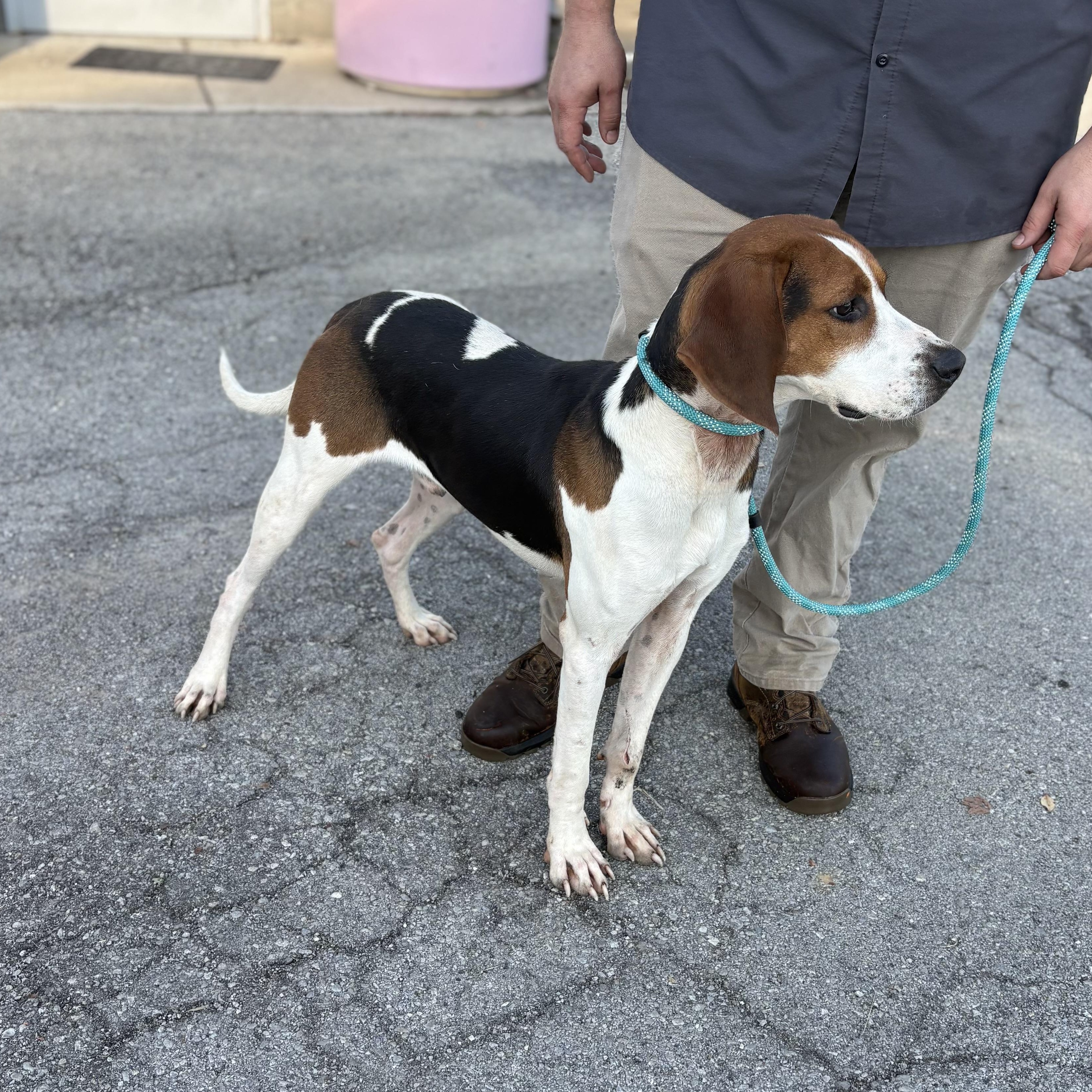 Enlarge Apollo, a Adoptable Treeing Walker Coonhound in Bardstown, KY image 2/3