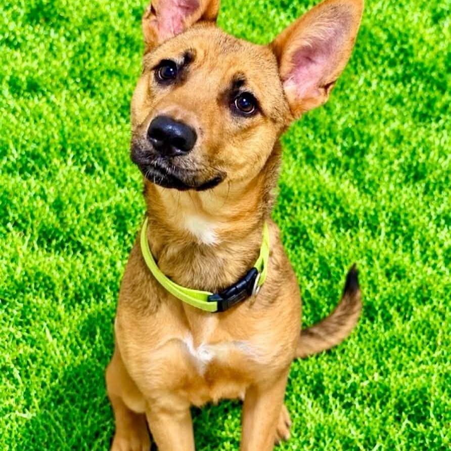Georgie, Adoptable, Young Male Shepherd.