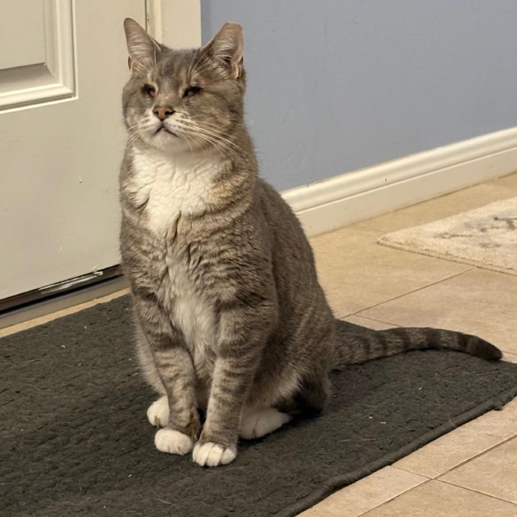 Sylvester, Adoptable, Adult Male Russian Blue.