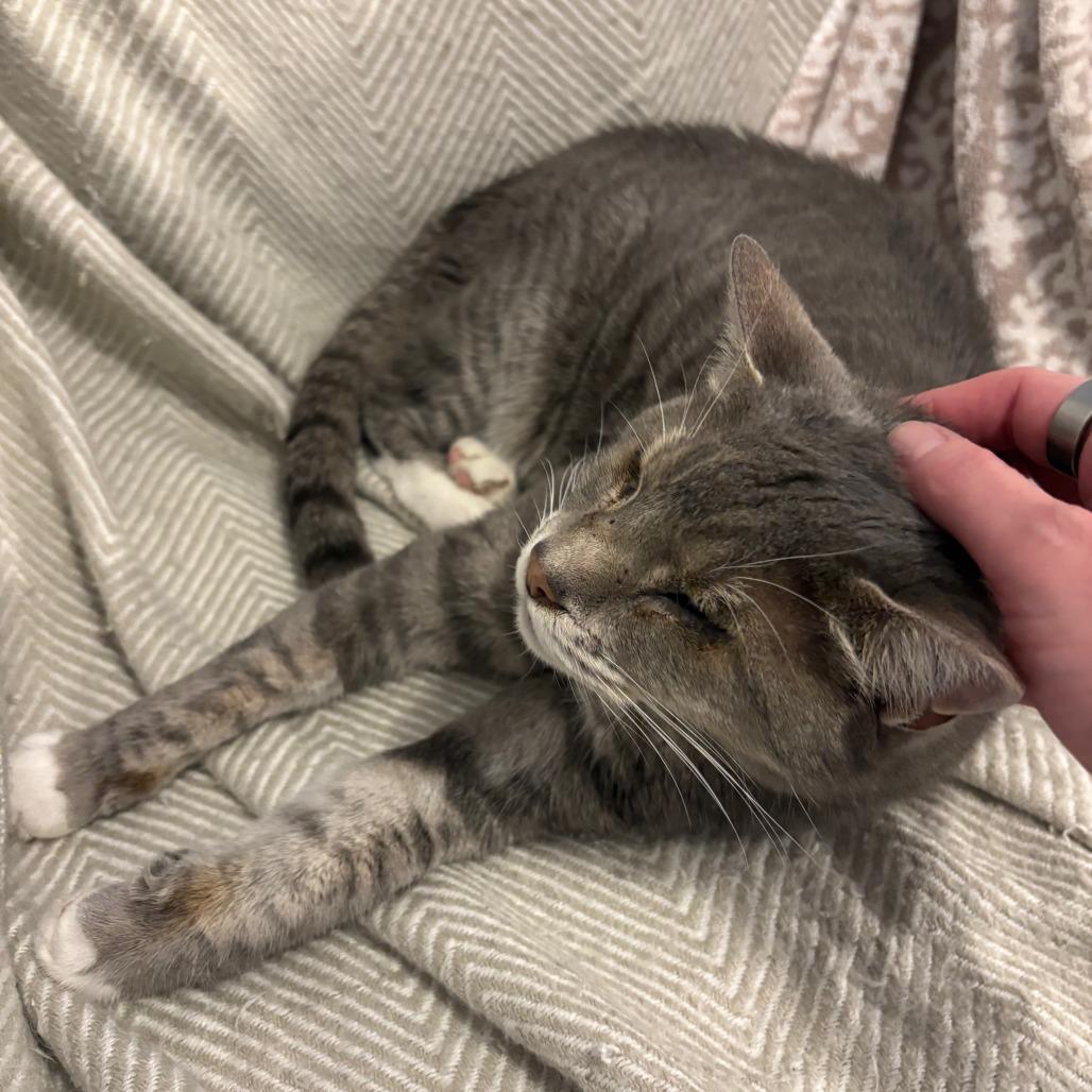 Enlarge Sylvester, a Adoptable Russian Blue in Webster, TX image 2/5