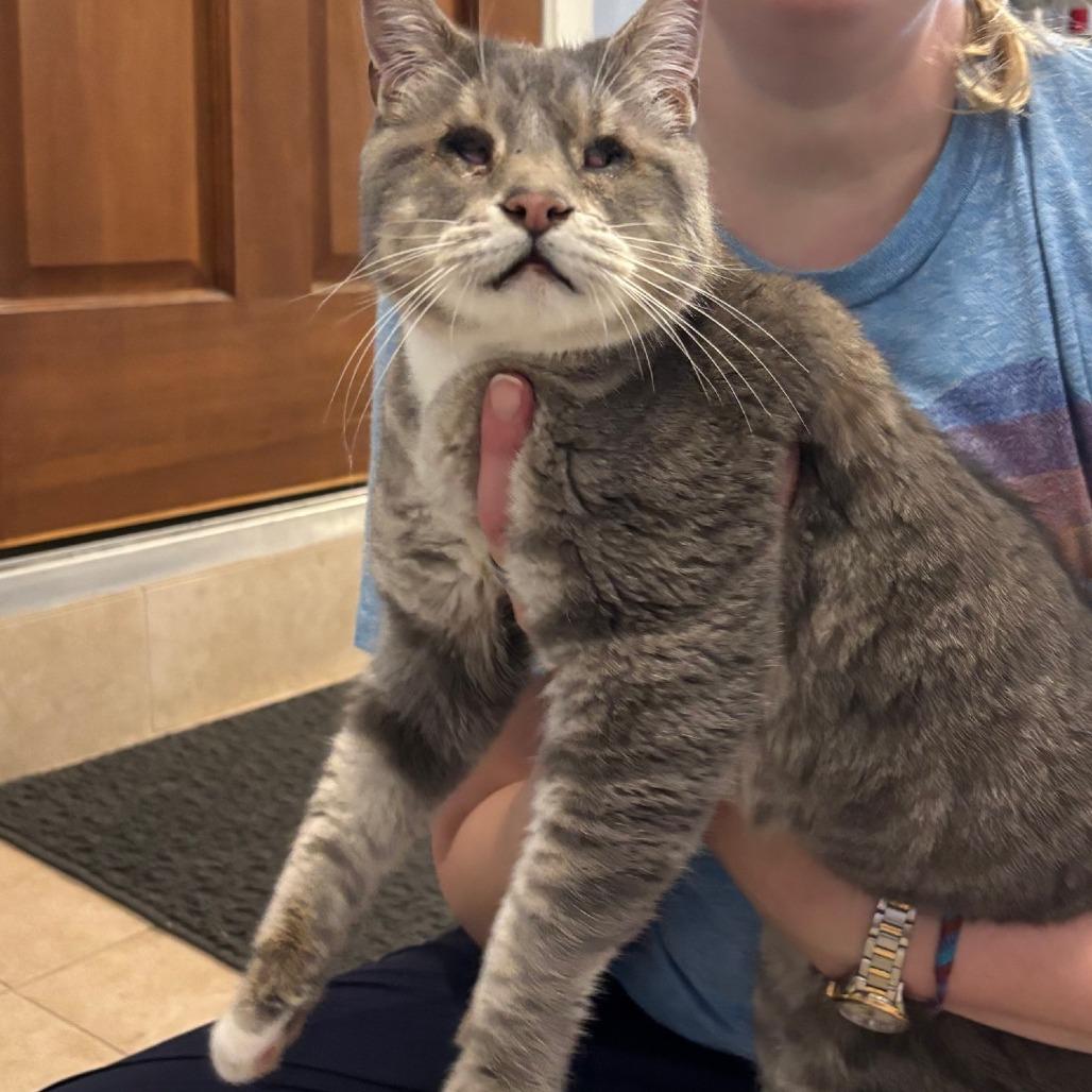 Enlarge Sylvester, a Adoptable Russian Blue in Webster, TX image 3/5