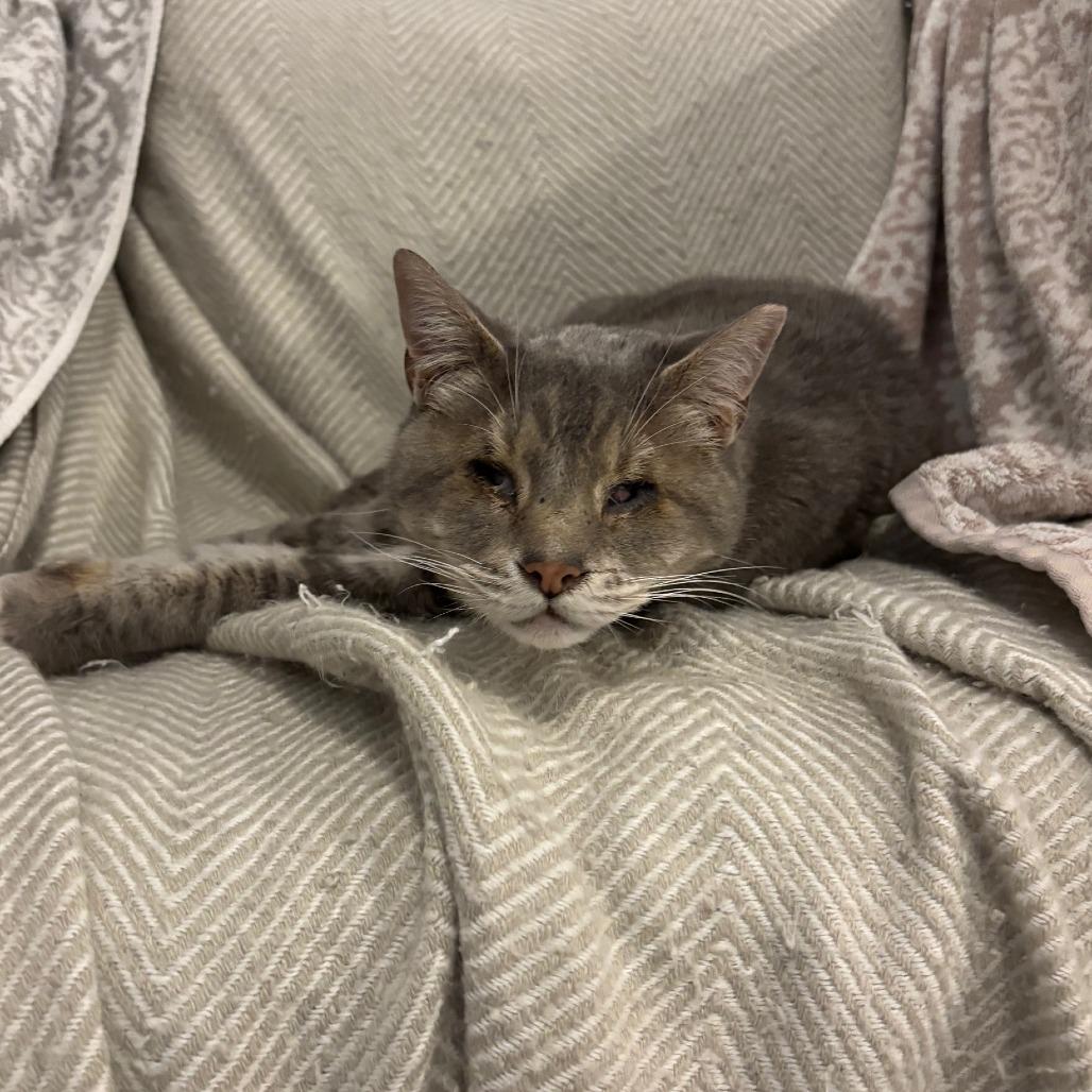 Enlarge Sylvester, a Adoptable Russian Blue in Webster, TX image 4/5