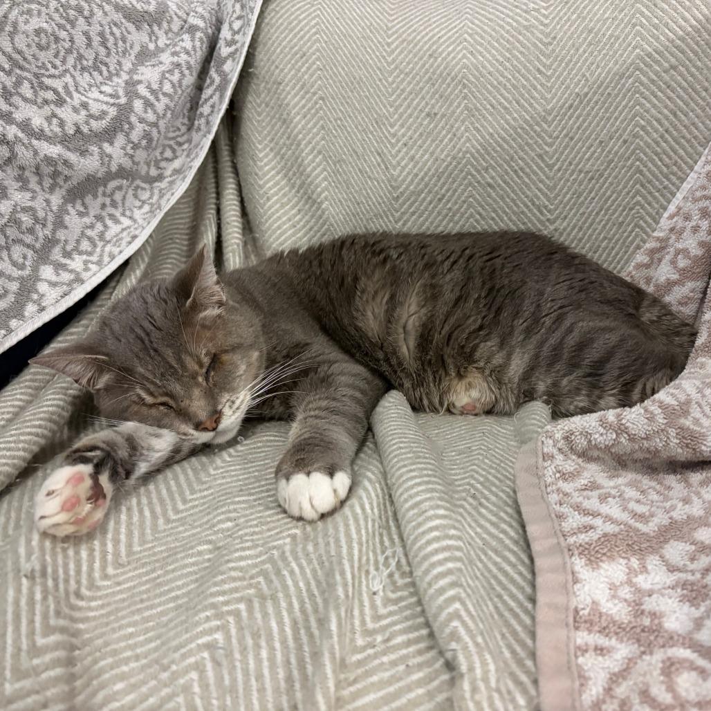 Enlarge Sylvester, a Adoptable Russian Blue in Webster, TX image 5/5