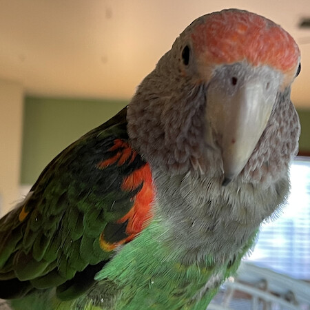 Little Girl, an adoptable Parrot (Other) in Alexander, NC image 2/2