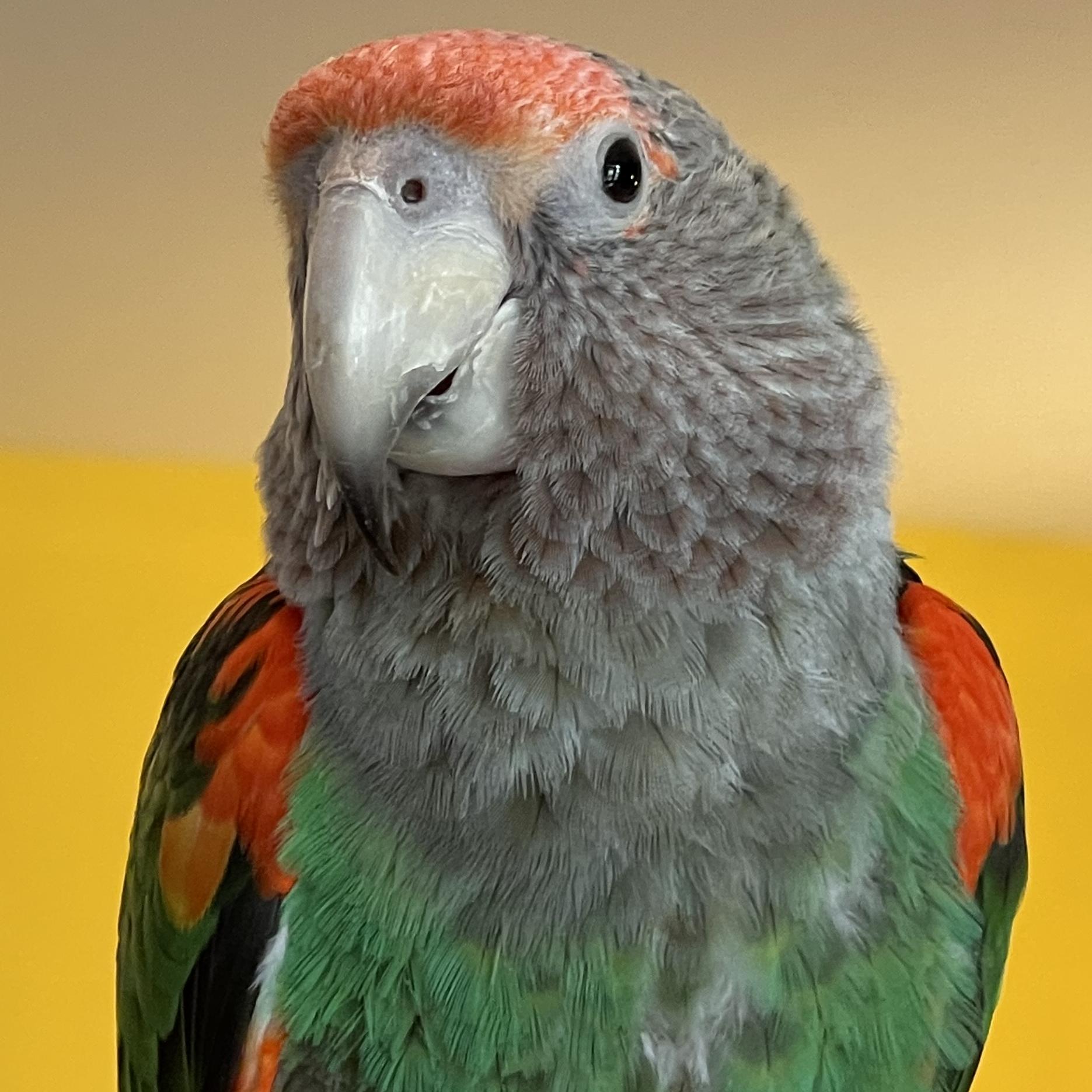 Little Girl, adoptable, Adult Female Parrot (Other).
