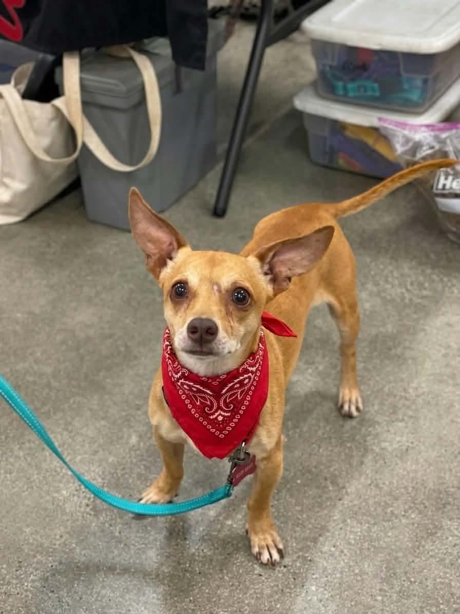 Enlarge Marty, a ADOPTABLE mixed breed in Murrieta, CA image 1/5
