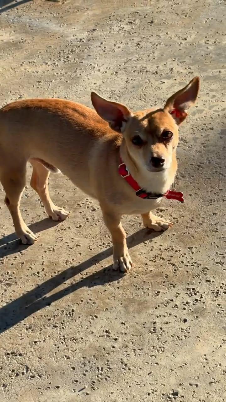 Marty, Adoptable, Young Male Chihuahua & Dachshund.