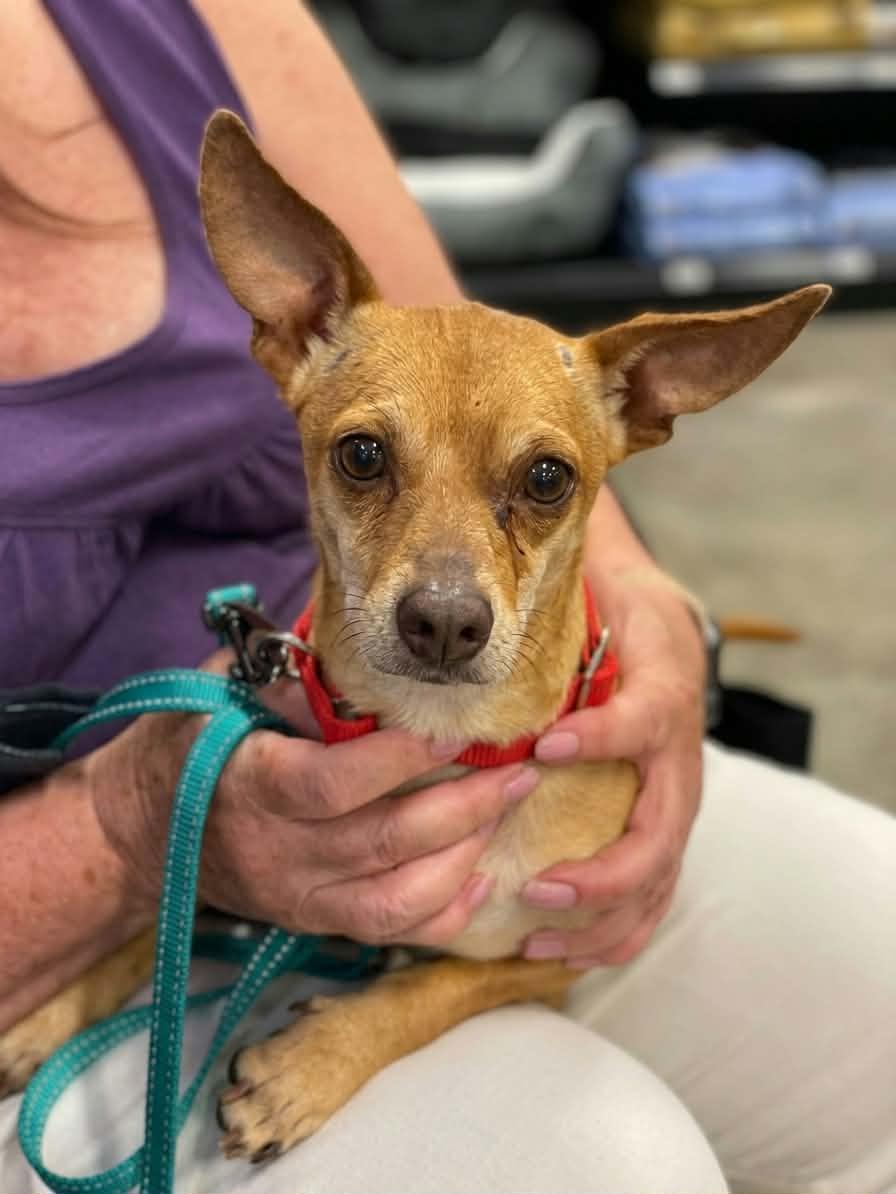 Enlarge Marty, a ADOPTABLE mixed breed in Murrieta, CA image 4/5