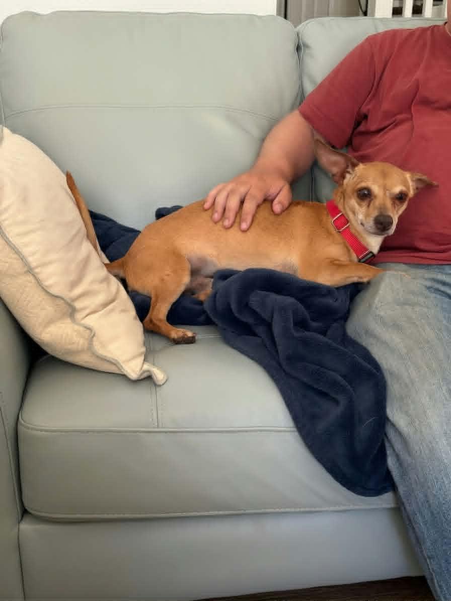 Enlarge Marty, a ADOPTABLE mixed breed in Murrieta, CA image 3/5