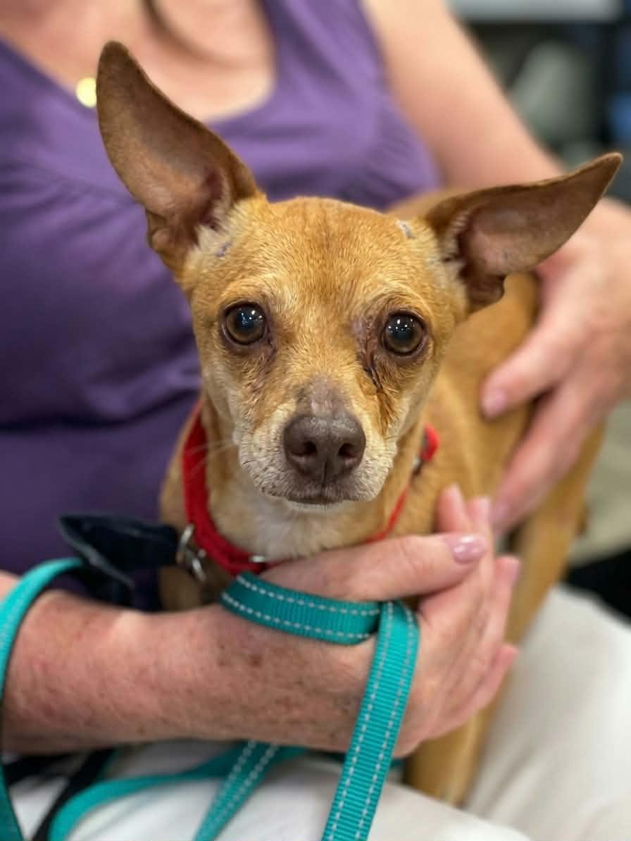 Enlarge Marty, a ADOPTABLE mixed breed in Murrieta, CA image 2/5
