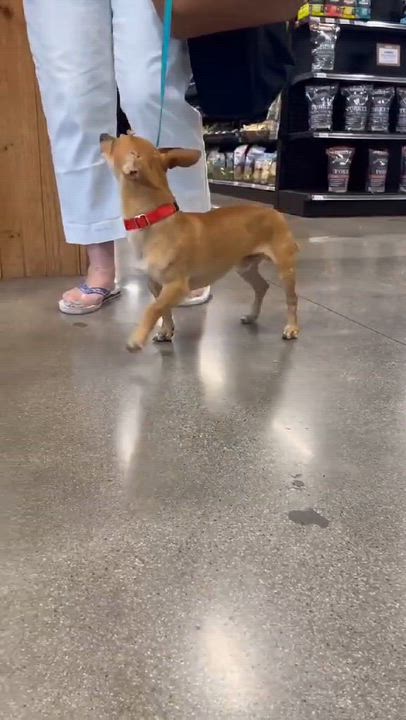 Enlarge Marty, a ADOPTABLE mixed breed in Murrieta, CA video 5/5