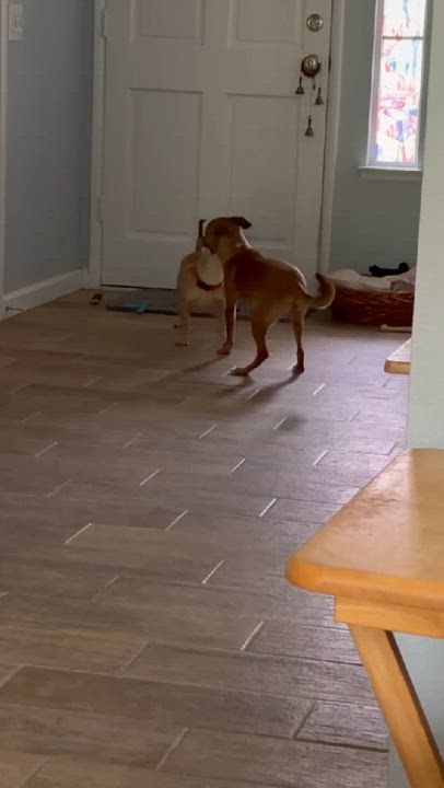 Enlarge Marty, a ADOPTABLE mixed breed in Murrieta, CA video 6/6