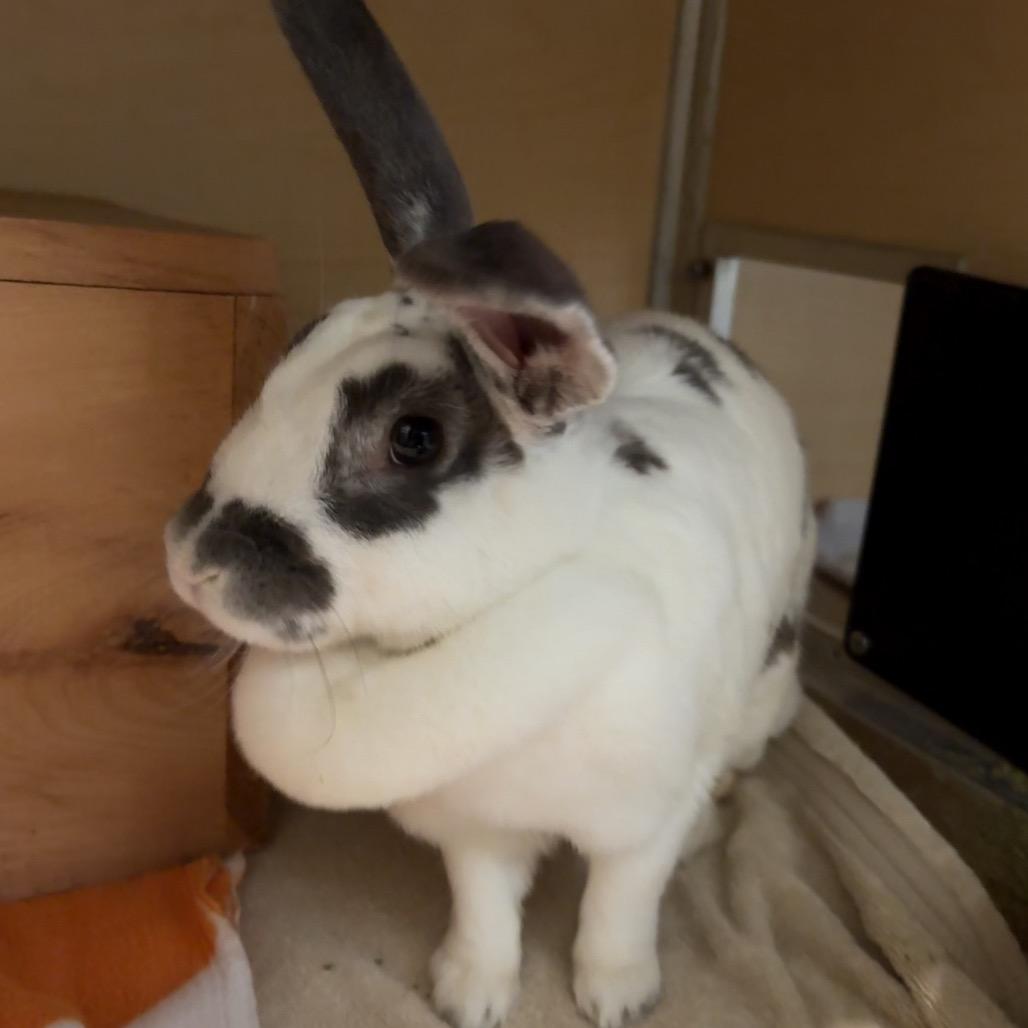 Enlarge Ipsy, a Adoptable American in Chesapeake, VA image 1/1
