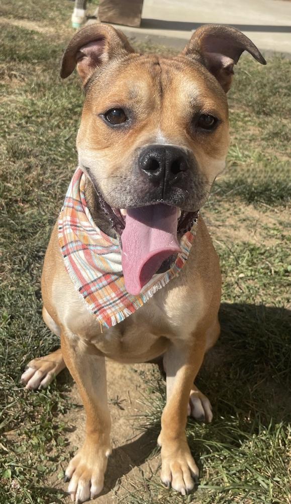 Mushi, Adoptable, Young Male American Bulldog & Pit Bull Terrier.