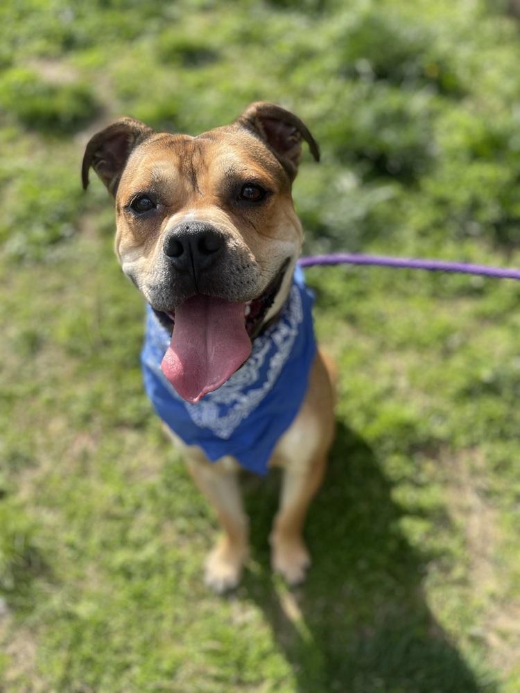 Mushi, a Adoptable mixed breed in Dickson, TN image 2/5