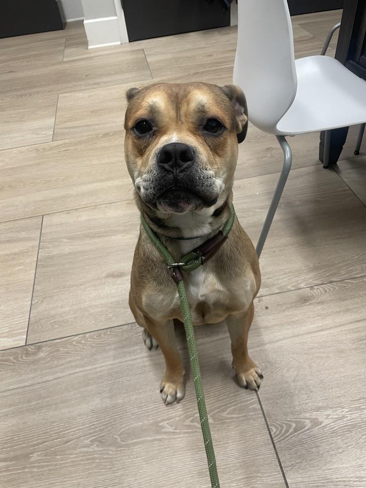 Mushi, a Adoptable mixed breed in Dickson, TN image 3/5